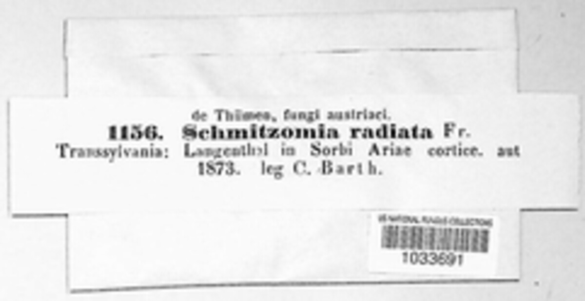 Schmitzomia radiata image